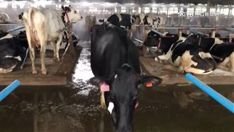 牛乳零關稅衝擊酪農業　議員憂牛肉湯存亡