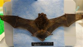 新北蝙蝠檢出麗沙病毒  防檢署：有人畜共通風險農業部動植物防疫檢疫署表示，獸醫研究所近日從新北市中和區民眾拾獲的1隻絨山蝠，檢出台灣蝙蝠麗沙病毒第2型，雖非法定動物傳染病，目前沒有人類感染案例，但有人畜共通風險。（防檢署提供）中央社記者楊淑閔傳真  113年4月24日