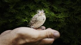 生殖器,截斷,陰莖,利剪,奇美醫院,整形外科暨醫學美容中心