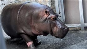 日本大阪天王寺動物園河馬明星小源（ゲンちゃん）（圖／翻攝自天王寺動物園）