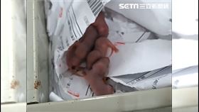 南投一名OL，上班期間拉開抽屜驚見一整窩幼鼠。（圖／翻攝畫面）