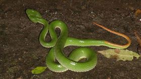 網友PO出照片，並提醒大家行經樹下時要小心。（圖／翻攝自爆怨2公社臉書）