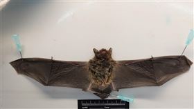 絨山蝠檢體照片。（示意圖／翻攝自防檢署官網）