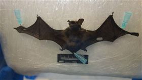 絨山蝠檢體照片。（示意圖／翻攝自防檢署官網）