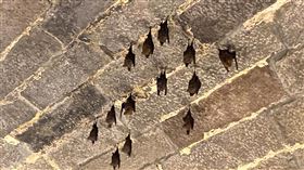 葉鼻蝠繁殖期  基隆劉銘傳隧道將禁止自由參觀基隆市文化局公告，因5月至9月為葉鼻蝠繁殖期及育幼期，為維護劉銘傳隧道內生態平衡，文化局聽取生態學家建議，滾動式調整參觀方式，5月1日起，劉銘傳隧道僅提供週四至週日團體預約導覽服務，不開放民眾自由參觀。（基隆市文化局提供）中央社記者王朝鈺傳真  113年4月25日