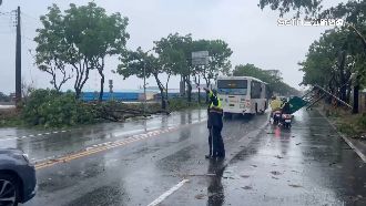 高雄狂風雨炸路樹倒一排　民眾：如颱風天