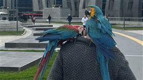 鸚鵡「重複這台詞」男主人一聽臉綠了！抓包老婆出軌　圖／翻攝自X（Av. Ted Buckland）