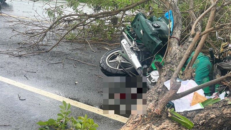 新／豪大雨釀路樹倒　48歲郵差遭砸中慘亡