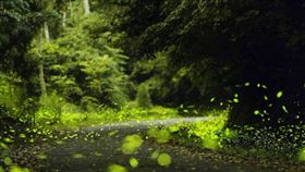 2024內灣火焰蟲季4/27登場！探訪螢火蟲秘境　享商圈多項優惠