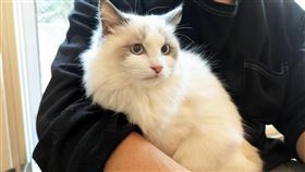 嘉義縣15隻喵星人開放認養  將公開抽籤嘉義縣家畜疾病防治所112年底查獲民眾非法繁殖品種貓隻，除處罰鍰外，貓隻全數沒入，19日起開放15隻貓咪認養，將於29日公開直播抽籤。（嘉義縣政府提供）中央社記者黃國芳傳真  113年2月19日