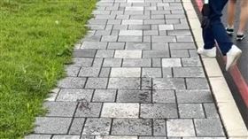 一名女網友在路上遇到「蟲蟲大軍」，還看到天空出現異象。（圖／翻攝自Threads）