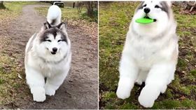 日男從小想當四腳動物，如今再進化。（圖／翻攝自動物になりたい YouTube）