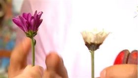 ▲可準備紅花、白花來供奉註生娘娘，請求賜子。（圖／寶島神很大）