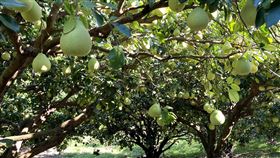 花蓮瑞穗文旦柚颱風前搶採收今年降雨和日照充足下，花蓮文旦柚大豐收，但颱風蘇拉逼近，農友們都搶著請工人採收。中央社記者李先鳳攝  112年8月29日