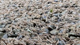 雪霸國家公園大鹿林道西線，有大批馬陸浮出地面。（圖／翻攝自我是頭份人）