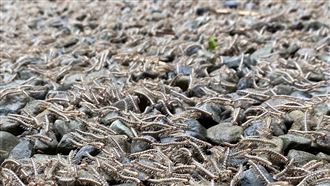 又要大地震？雪霸上萬馬陸遷徙　學者解釋