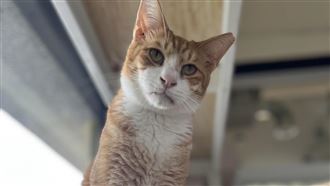 猴硐貓公所明揭牌  「銅鑼燒」任最萌所長