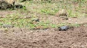 雪霸國家公園大鹿林道西線，有大批馬陸浮出地面。（圖／翻攝自我是頭份人）