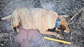 嘉義縣布袋鎮流浪犬戴矯正器防咬人嘉義縣布袋鎮漁人碼頭、高跟鞋教堂等觀光地區屢次有民眾通報犬隻追車咬人，家畜疾病防治所112年執行「布袋觀光區浪犬矯正專案」為野狗配戴矯正器，成功降低咬人件數。（嘉義縣政府提供）中央社記者蔡智明傳真  113年4月29日