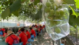葡萄助攻！類歐洲酒莊微旅行　業績多約5成