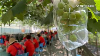 類歐洲酒莊微旅行　葡萄助攻業績多約5成
