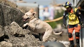 新北搜救犬「木蘭」病逝引唏噓（2）新北市消防局搜救犬木蘭（圖）從初級到高級搜救犬認證都一一過關，也曾參與多次救難任務，但不到6歲的牠日前卻難敵病魔癌逝，讓打火兄弟也不禁唏噓難過。（消防局提供）中央社記者王鴻國傳真  113年4月29日