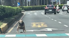 臉書,諧音梗,車道,交通,網友