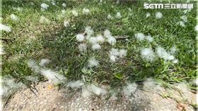 木棉樹開花季節到來，棉絮滿天飛舞宛如5月雪。（圖／翻攝畫面）