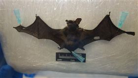 防檢局,家畜衛生試驗所,蝙蝠,東亞家蝠,台灣蝙蝠麗沙病毒,麗沙病毒