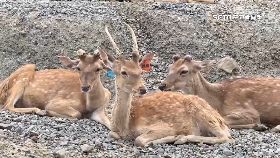 文 殺梅鹿取頭1800