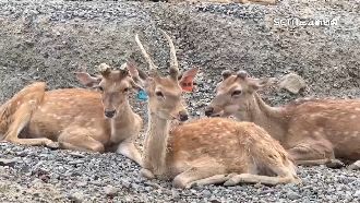 龍磐大草原梅花鹿遭盜獵「拿走整個鹿頭」