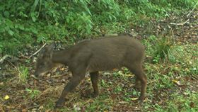 台東利嘉山區野生動物多（3）台東縣卑南鄉利嘉野生動物重要棲息環境，物種十分豐富。圖為山羌。（台東林區管理處提供）中央社記者李先鳳傳真  107年1月12日
