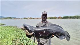 高雄,魚虎,蓮池潭,生態,釣友