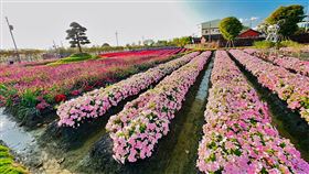 母親節最佳去處！帶媽咪賞花趣 7款絕美花田盛開熱情相迎（圖／董家花田粉絲專頁）