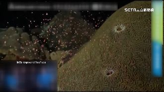 直擊墾丁珊瑚產卵大爆發　宛如星空夢幻