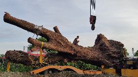 男盜挖逾百年茄苳樹  二審刑期加重併