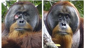 印尼一隻雄性蘇門答臘紅毛猩猩用植物自製藥膏，並反覆塗抹在臉上的傷口。（圖／美聯社／達志影像）