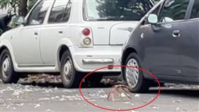 畫面中有一隻非常像大蜘蛛或經典科幻電影《異形》系列中抱臉蟲（Facehugger）的詭異生物。（圖／翻攝自Facebook／路上觀察學院）