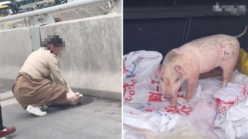 塞車2小時小豬昏厥　女急做心肺復甦搶救
