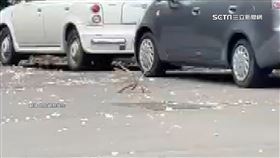 外星物種出沒　樹下驚見「八腳怪」竄逃民眾驚