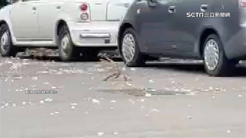 樹下驚見「八腳怪」民眾驚　植物醫揭身分