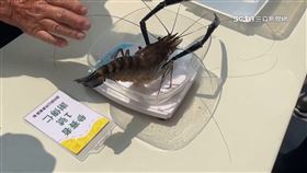 潮州賽神蝦！「冠軍公蝦」重335公克　成人手臂長