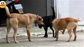 退休警成屠夫2／苗栗山區驚見大批「三條腿」狗　退休警被控私宰山豬肉（名家－CTWANT）