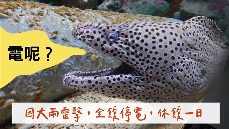 遇雷擊停電　澎湖水族館小編苦笑回一句
