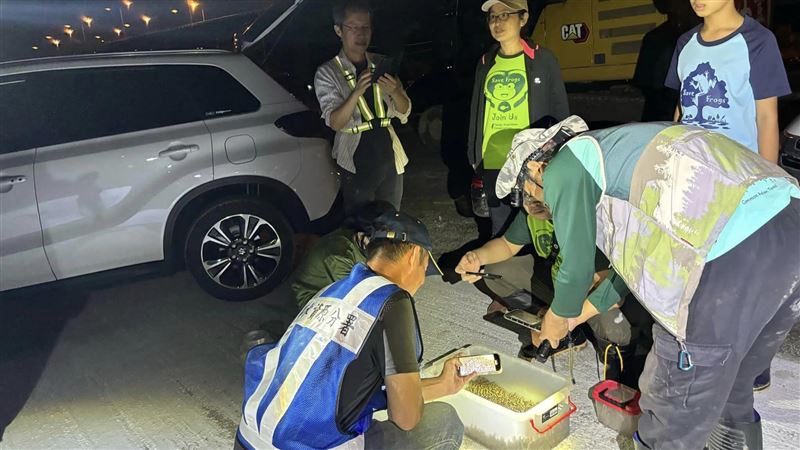 海蟾蜍入侵鳥嘴潭　志工1夜抓萬隻幼體