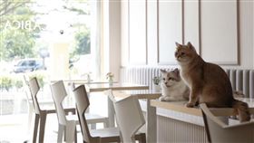 台中網紅貓咖涉虐店貓