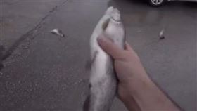 伊朗，「天降魚雨」，滿地大活魚亂跳，交通打結(圖／翻攝自X)