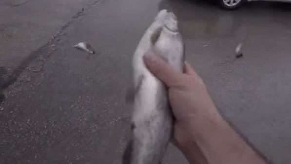 目睹「天降魚雨」滿地活魚　伊朗男驚呆