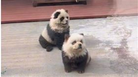 中國江蘇泰州市動物園內，兩隻「熊貓犬」讓不少遊客專程前往現場排隊打卡。（圖／翻攝自上游新聞）