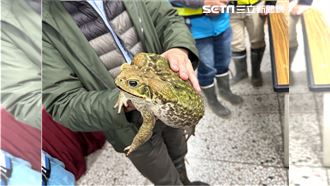 海蟾蜍入侵鳥嘴潭湖區　1晚上萬隻抓不完